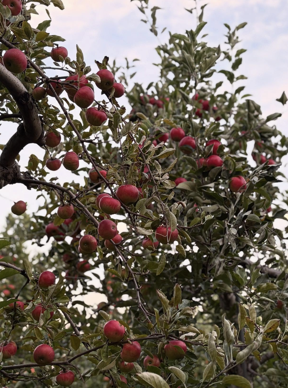 Honey Pot Hill Orchards