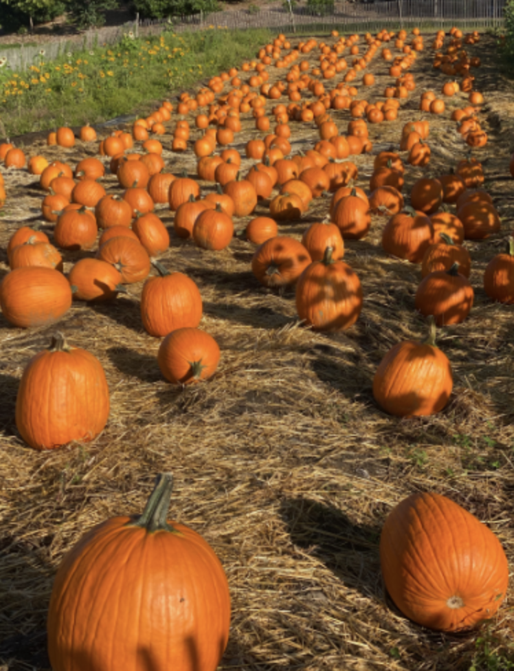 Smolak Farms